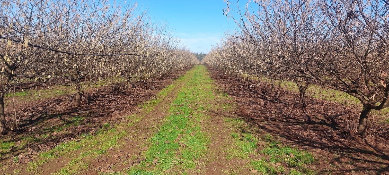 Hileras de avellano en invierno bajo cielo despejado en el fundo de Mulchén