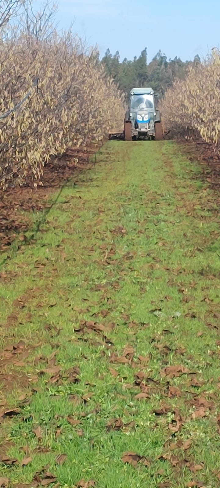 Labores de manejo con tractor entre las hileras de avellano